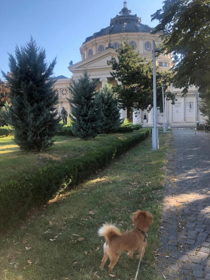 Charming Quiet Studio Coltea Old Town In The Centre Of Bukarest Exterior foto